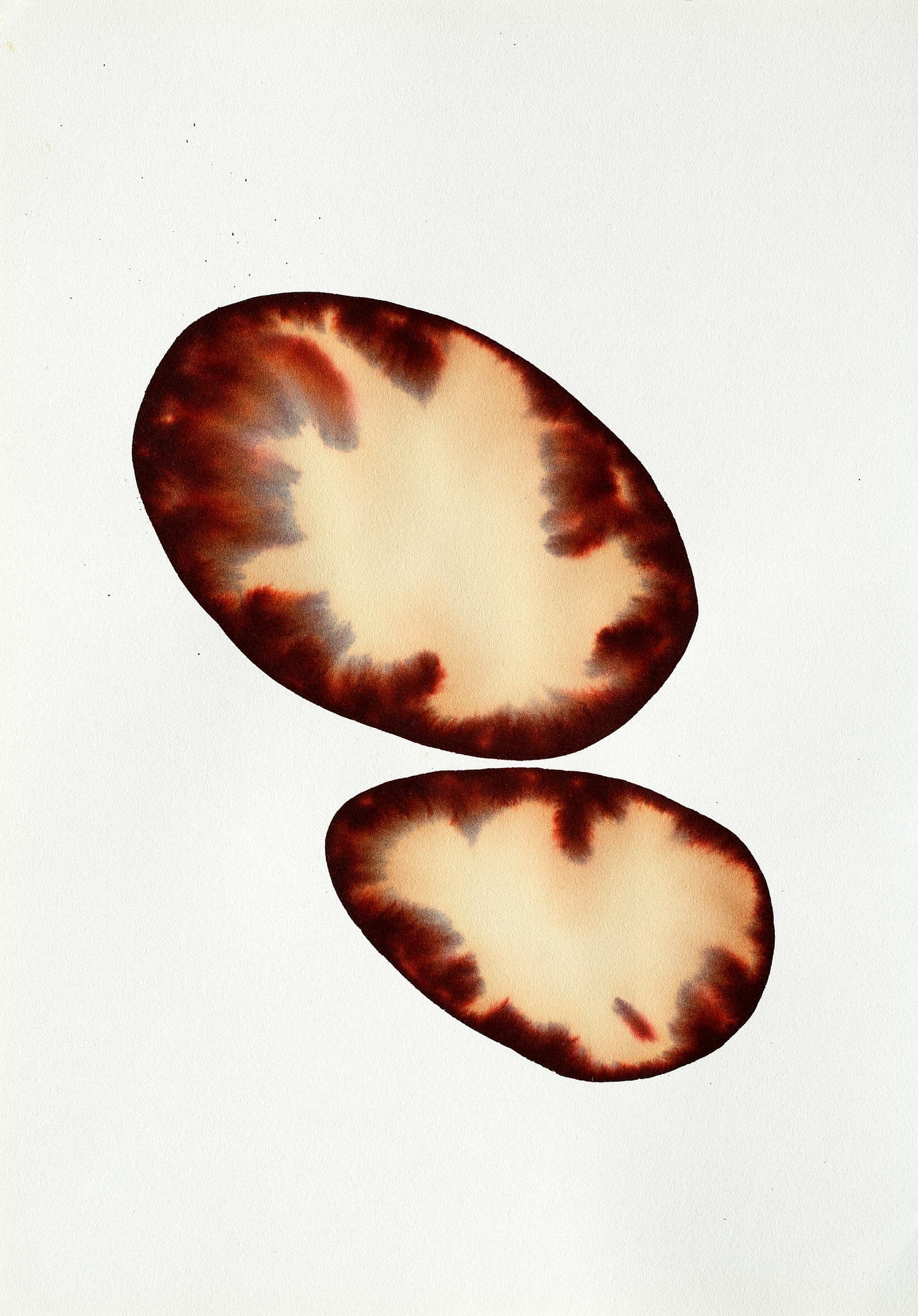 Drawing detail from D'eaux, de graines et de particules lumineuses